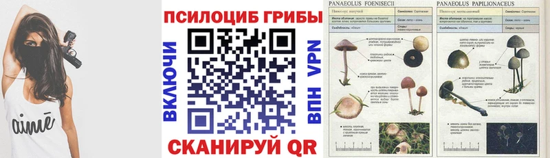 Галлюциногенные грибы Cubensis  Купить закладки  Гуково 